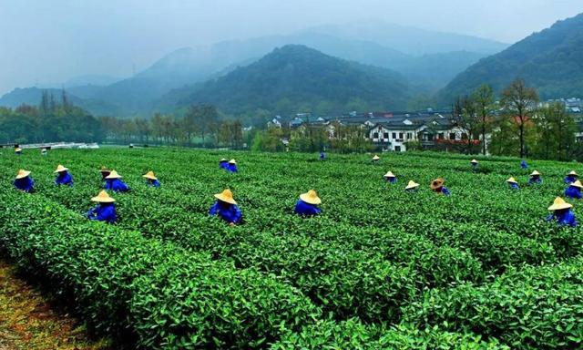 开云 开云体育茶叶包装只要有这3个标识别管多廉价都是100%好茶放心喝(图3)