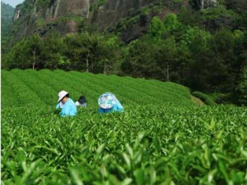 武夷山丹苑茶开云 开云体育平台业： 丹心