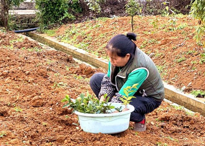 湄潭：建设茶开云 开云体育树良种资源圃完善现代茶业体系！(图2)