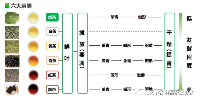 推广蒙顶山茶文化：名山正大茶叶有限公司为名山区蒙顶山实验小学建科普实践开云 开云体育茶园(图3)