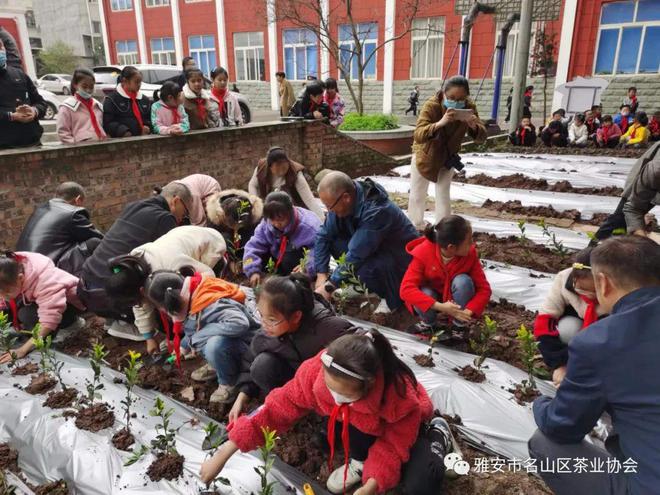 推广蒙顶山茶文化：名山正大茶叶有限公司为名山区蒙顶山实验小学建科普实践开云 开云体育茶园(图4)