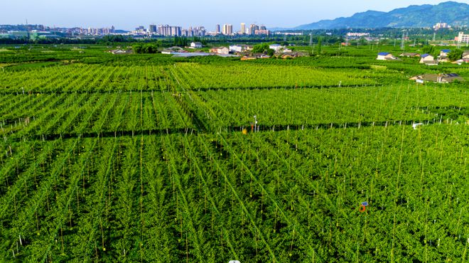 开云 开云体育“蒲江馆”即将亮相第八届成都国际都市现代农业博览会惊喜抢先看！(图7)