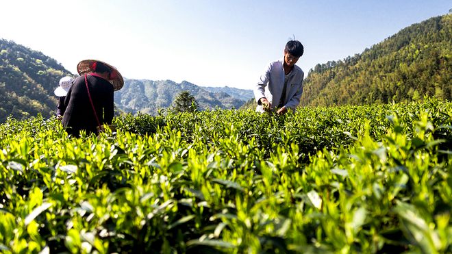 新化红茶能开云 开云体育平台突围吗！(图11)