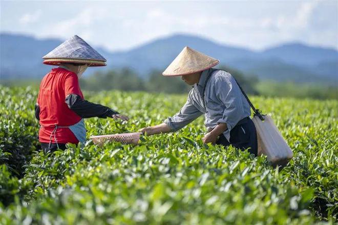 开云 开云体育平台海垦茶业绿色转型千亩茶