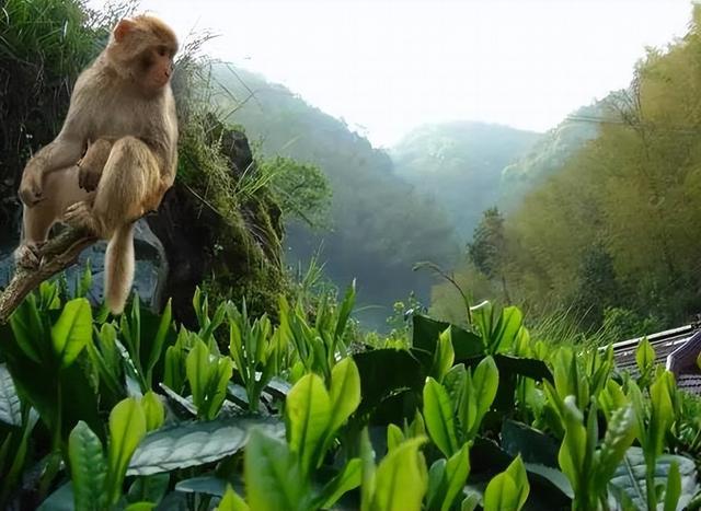 开云 开云体育官网太平猴魁是什么茶？太平猴魁茶叶好喝吗？(图3)