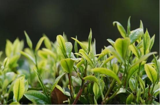 开云 开云体育平台不管喝什么茶买茶前要是看到茶叶有这2个标识千万不要买(图7)