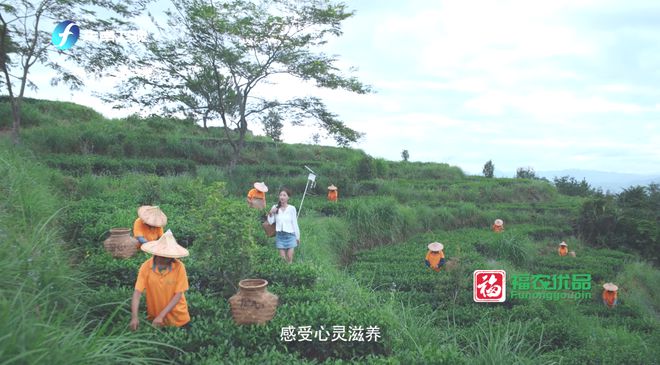 这款“非开云 开云体育平台遗”茶长在高山上(图5)