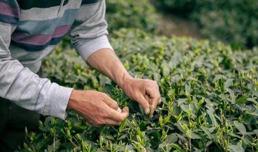 茶叶不会储存当心好茶变差茶！茶叶该如何储