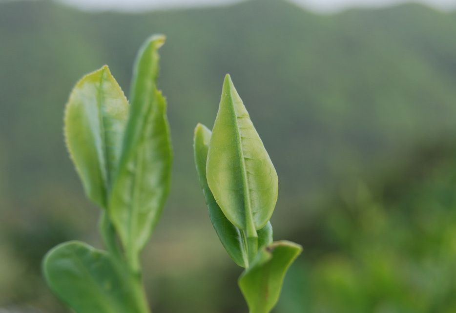 开云 开云体育8个茶叶大数据让你更了解茶叶！(图4)