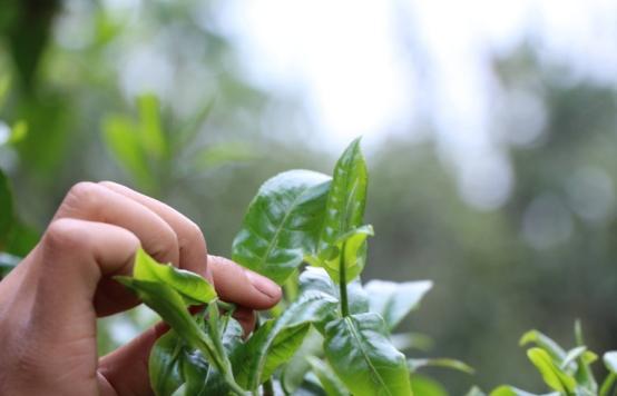 买茶叶别管价格高低有3个“特征”都开云 开云体育平台是100%纯天然好茶(图9)