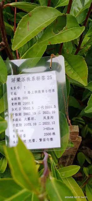 江西省茶叶种质资开云体育 开云平台源课题