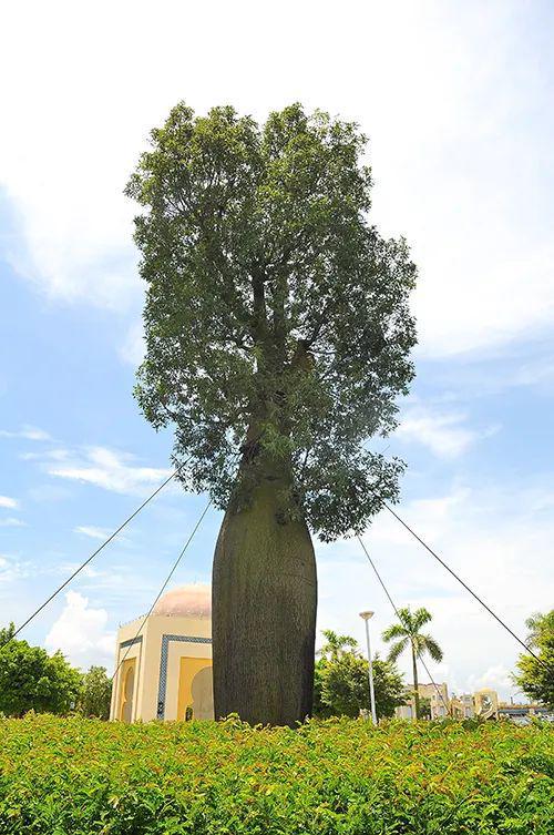 【植物地理】地理视角看植物水塔超全中国茶