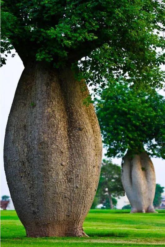 【植物地理】地理视角看植物水塔超全中国茶叶分类生物多样性（影响开云 开云体育APP+答题模板+措施）(图2)