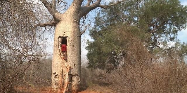 【植物地理】地理视角看植物水塔超全中国茶叶分类生物多样性（影响开云 开云体育APP+答题模板+措施）(图6)