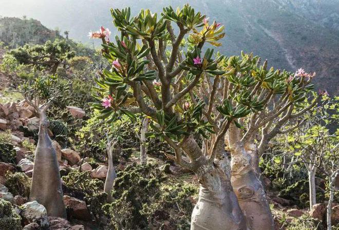 【植物地理】地理视角看植物水塔超全中国茶叶分类生物多样性（影响开云 开云体育APP+答题模板+措施）(图4)