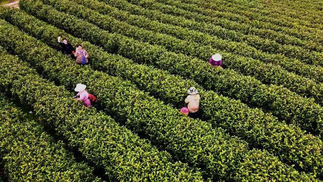 到长三角吃茶去！一体化“春风”助中国茶飘