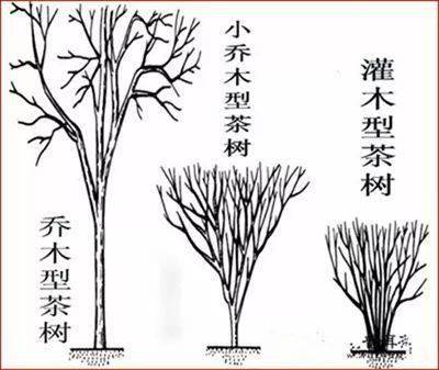 茶知开云 开云体育识 茶叶基本知识大全 【收藏】(图2)