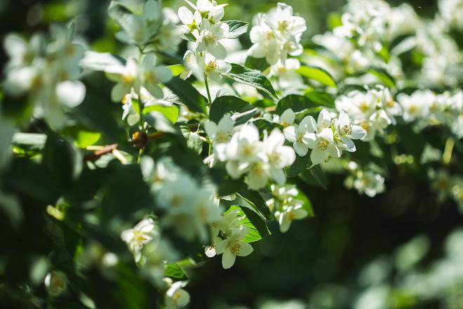 产业 老北京最爱的那缕花茶香开云 开云体育(图2)