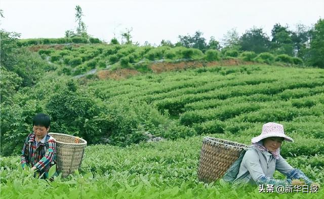 喜茶自研绿妍茶叶上新 带来全新自然茶香开云体育 开云官网(图3)