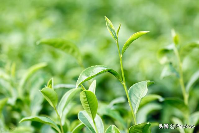 开云体育 开云官网揭秘食品陷阱：揭秘茶叶