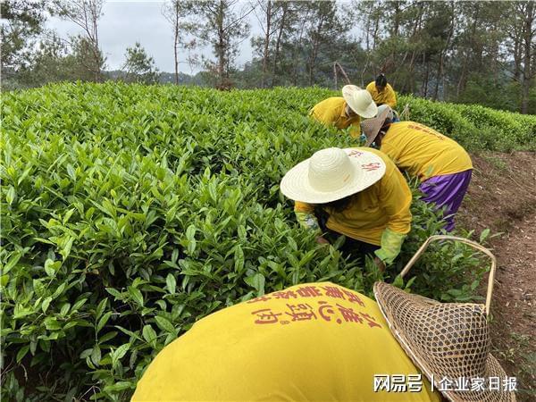 开云体育 开云平台如何抓好好茶鲜叶生产的