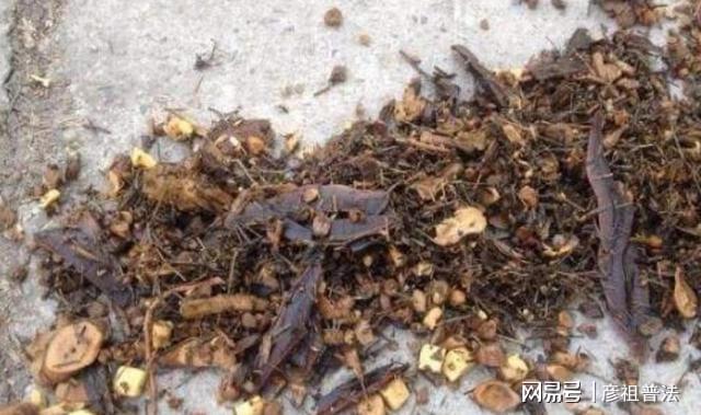 开云体育 kaiyun.com 官网入口茶叶渣、中药渣不适合养花？甭急着否认有套路！(图2)