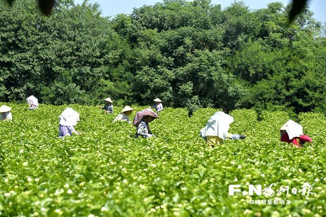 开云 开云体育福州：小茶叶撑起大产业