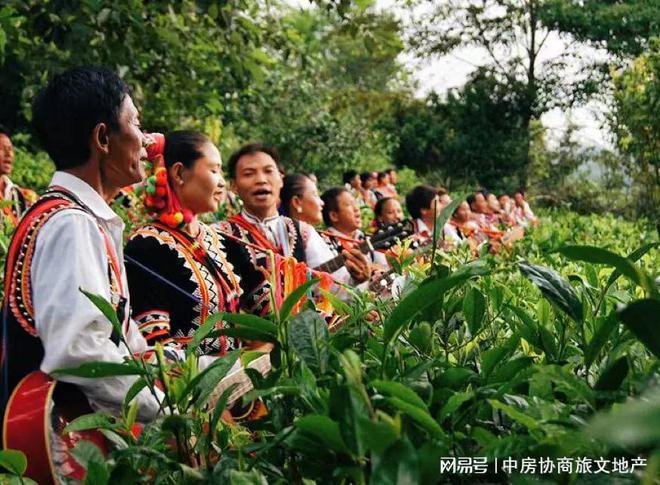 开云 开云体育平台茶——人在草木间(图11)