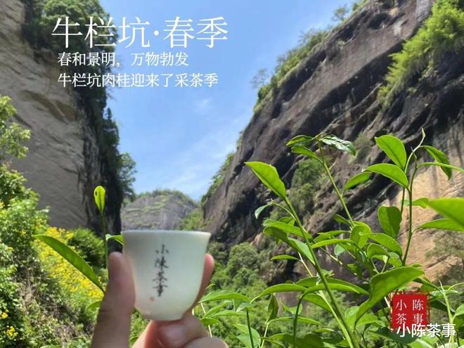 一个人喝岩茶开云体育 kaiyun.com 官网入口有没有简单点的泡法？老茶客帮你总结了4种方法(图9)