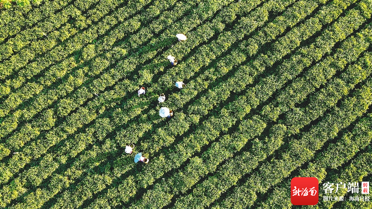 开云体育 开云平台绿水青山 海南茶香：茶