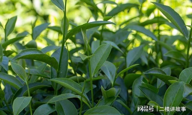 农村一种茶树嫩叶加工制作成各种的茶叶果实