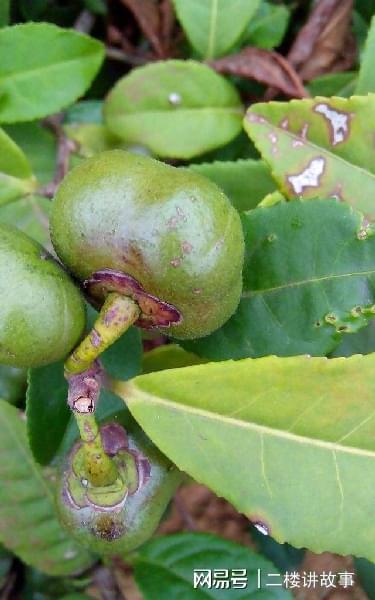 农村一种茶树嫩叶加工制作成各种的茶叶果实还能榨油知道开云 开云体育APP吗(图2)