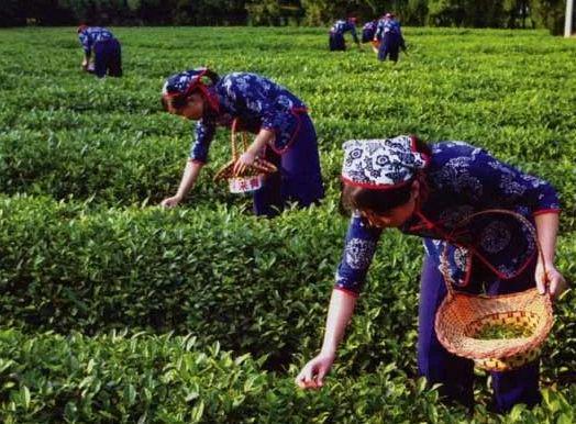 湘舜茶：茶叶的采摘技术和最开云 开云体育