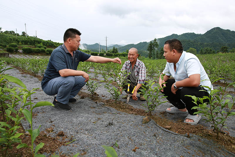 开云 开云体育平台湖北巴东：“小茶叶”背后的乡村振兴(图2)