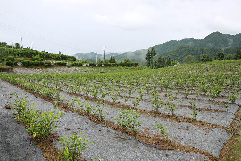 开云 开云体育平台湖北巴东：“小茶叶”背