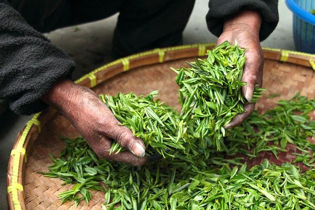 开云体育 开云官网叶辛：写作和喝茶