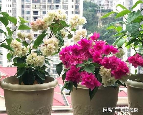 土壤结开云 开云体育APP块、花草黄叶？3个小方法让植物叶绿根壮、长得旺(图2)