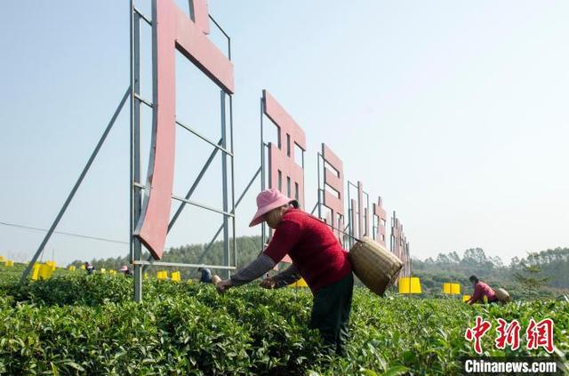 广西“放牛娃”回守绿水青山 荒坡上筑起茶