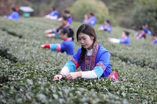 Kaiyun 开云三江县举行早春茶开采节