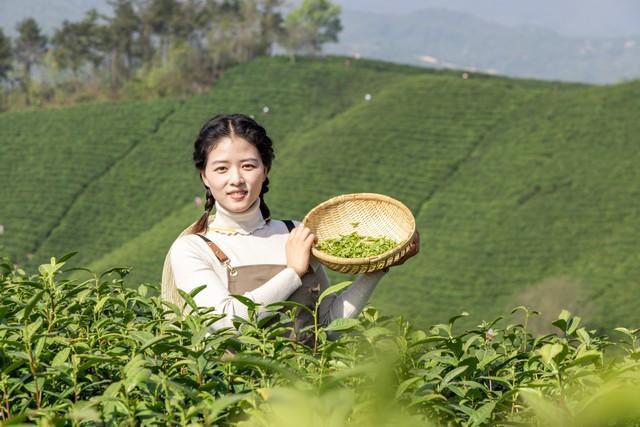 开云体育 开云官网谁才是我国的第一茶叶大省？(图2)