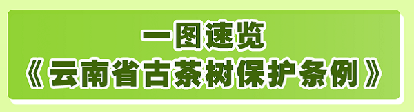 开云体育 kaiyun.com 官网入口【云视角】一叶茶香 一“业”兴旺 云南茶业乘风当时(图2)